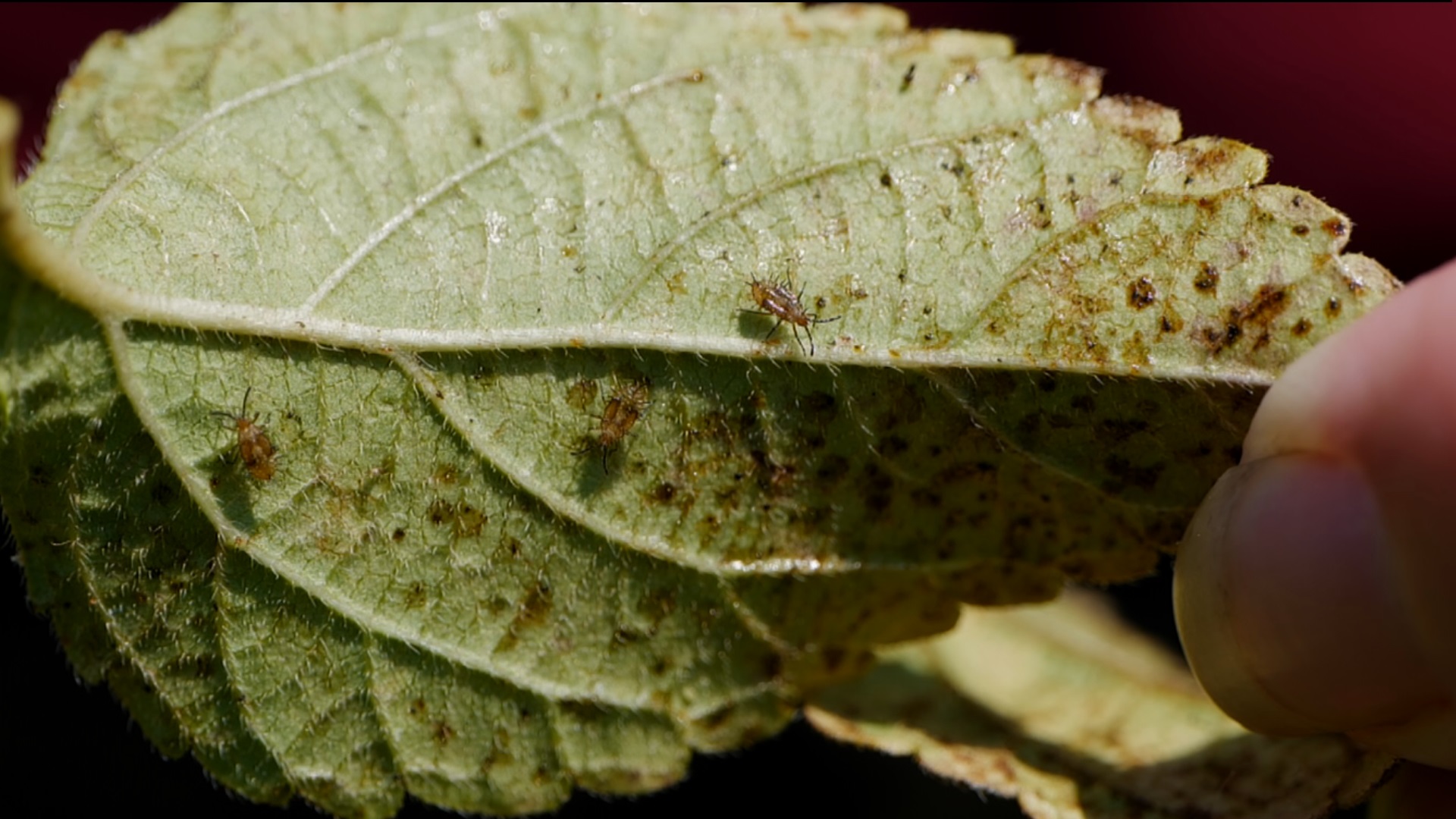 Get It Growing: How to get rid of lace bugs